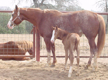 Splash with her new born colt